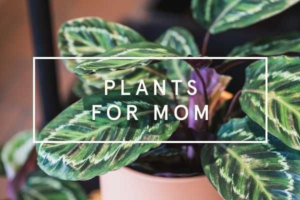 plants for mom nyc