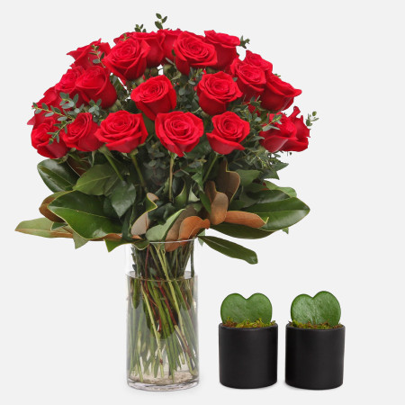 3-Dozen Elegant Roses + Sweetheart Plants