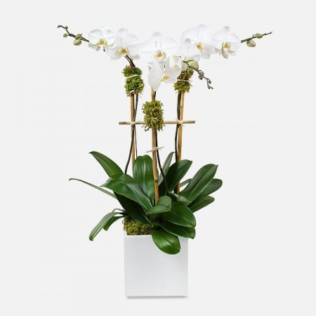Classic 3-Stem Phalaenopsis in Ceramic