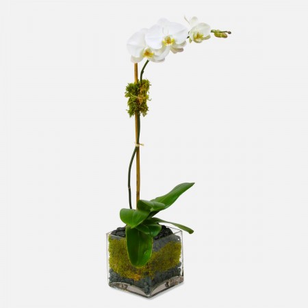 Classic 1-Stem Phalaenopsis in Glass