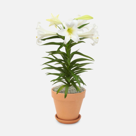 Single Easter Lily