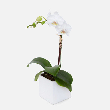 Mini White Phalaenopsis in Cube