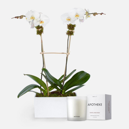 Simply White Orchids + Apotheke Candle