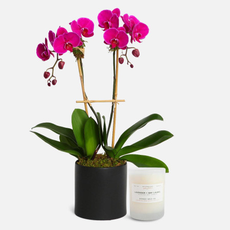 2-Stem Purple Phalaenopsis + Sydney Hale Candle