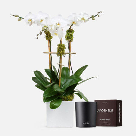 3-Stem White Orchid + Apotheke Candle