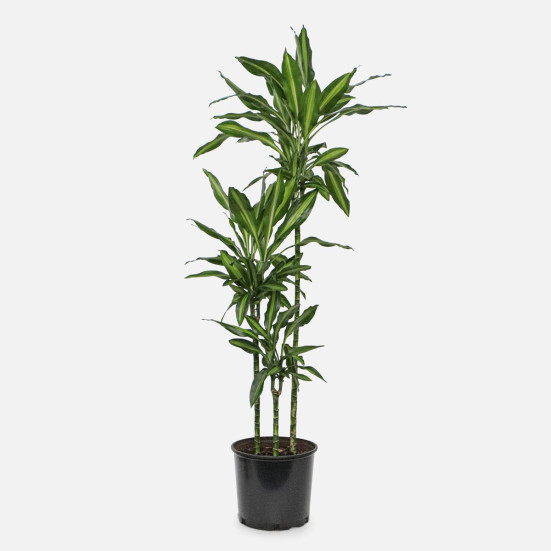 Dracaena Cintho Cane - Grande Plants