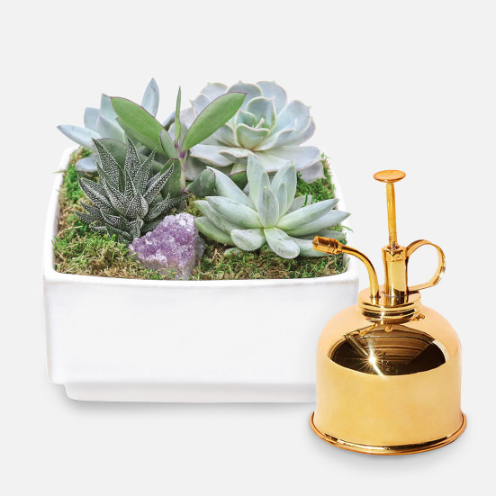 Verge Succulent Crystal Garden + Brass Plant Mister Thank You