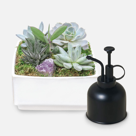Verge Succulent Crystal Garden + Black Matte Plant Mister Cacti & Succulents