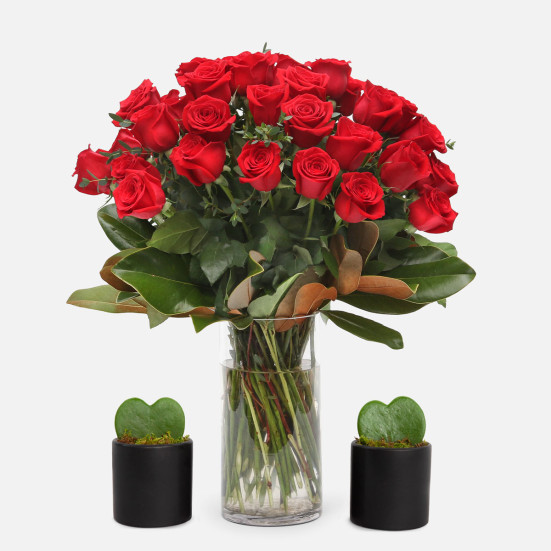 4-Dozen Elegant Roses + Sweetheart Plants All Valentine's Flowers