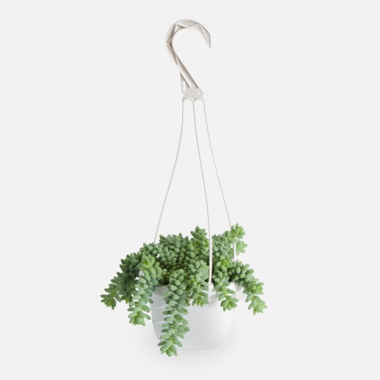 Hanging Burro's Tail Hanging Plants