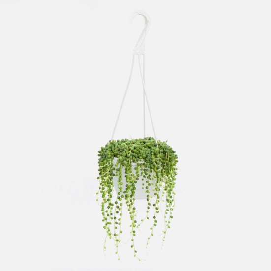 Hanging String of Pearls Hanging Plants