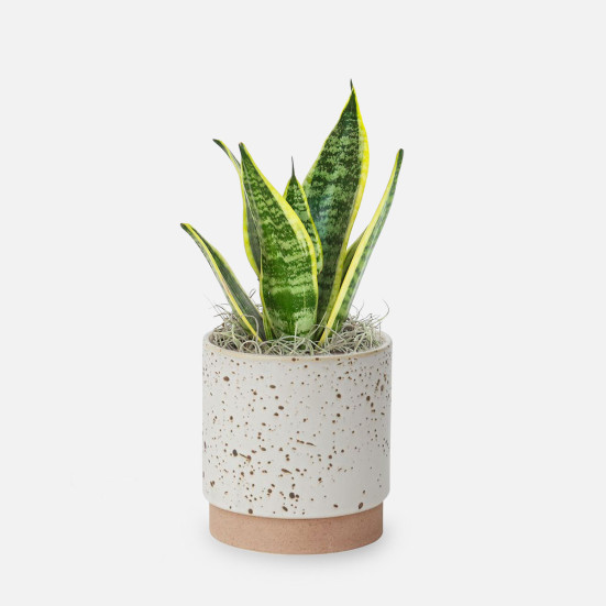 Snake Plant Laurentii - Piccolo Father's Day