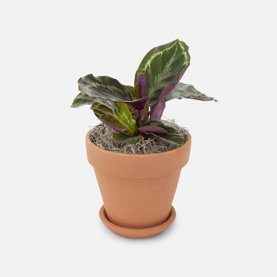 Calathea Roseopicta - Piccolo Pet Friendly Plants
