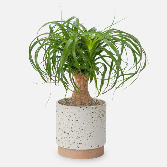 Ponytail Palm - Medio Plants