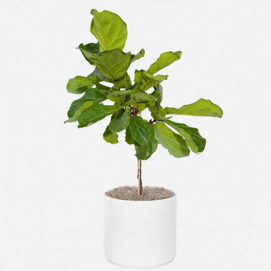 Ficus Lyrata - Grande Large Indoor Plants 