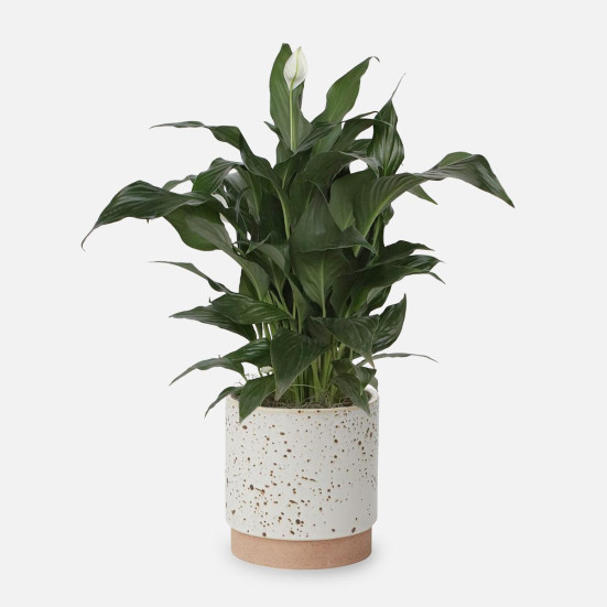 Spathiphyllum - Medio Plants