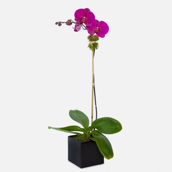 1-Stem Purple Phalaenopsis in Ceramic Retirement
