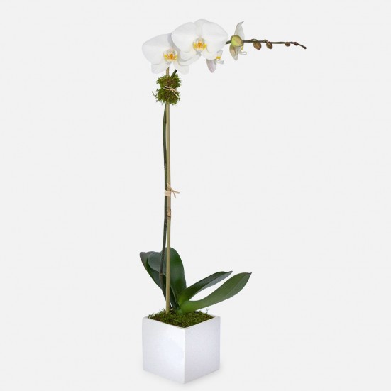 Classic 1-stem Phalaenopsis in Ceramic New Baby