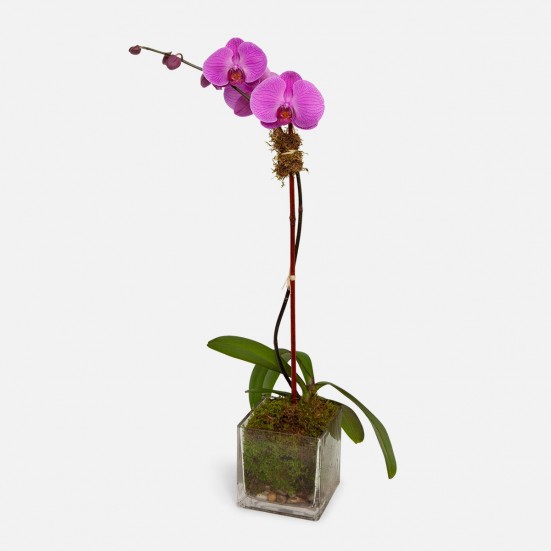 1-Stem Purple Phalaenopsis in Glass Retirement