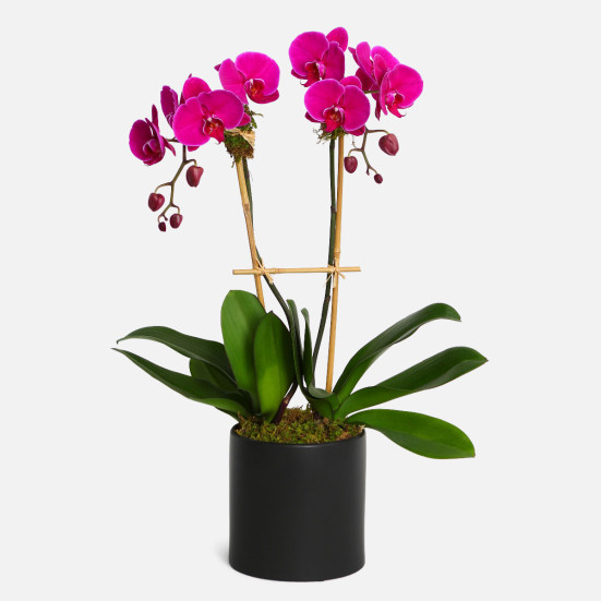 2-Stem Purple Phalaenopsis in Ceramic Indoor Blooming Plants