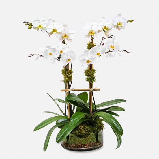 4-Stem Phalaenopsis in Glass Orchid Plants