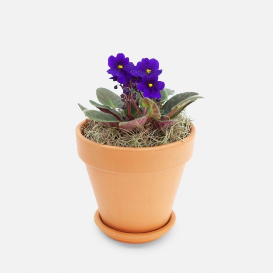 African Violet in Clay Indoor Blooming Plants