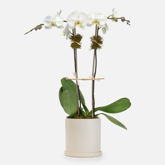 White Orchid Plant - Double Plants