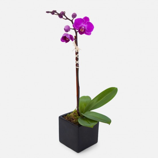 Mini Purple Phalaenopsis in Cube Fall Collection