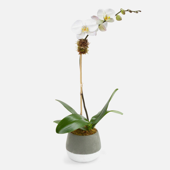 Ash 1-Stem Phalaenopsis Indoor Blooming Plants