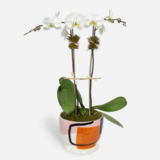 Sharona 2-Stem Phalaenopsis Plants for Mom