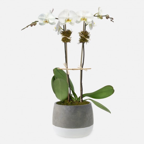 Ash 2-Stem Phalaenopsis Indoor Blooming Plants