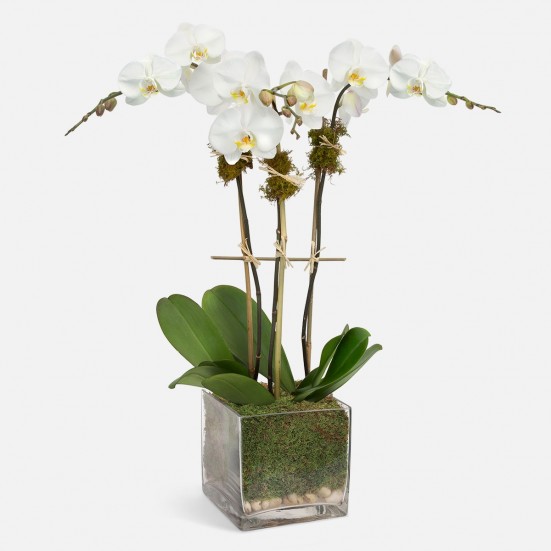 3-Stem White Phalaenopsis in Glass Indoor Blooming Plants