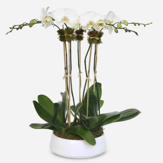 5-Stem White Phalaenopsis Plants for Mom