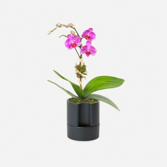 Mini Purple Phalaenopsis Orchid  Indoor Blooming Plants