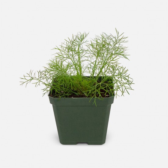 Dill Outdoor Plants