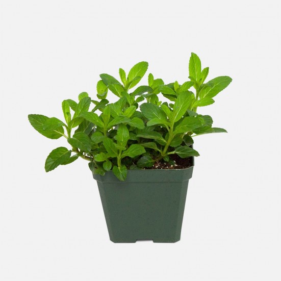 Peppermint Outdoor Plants