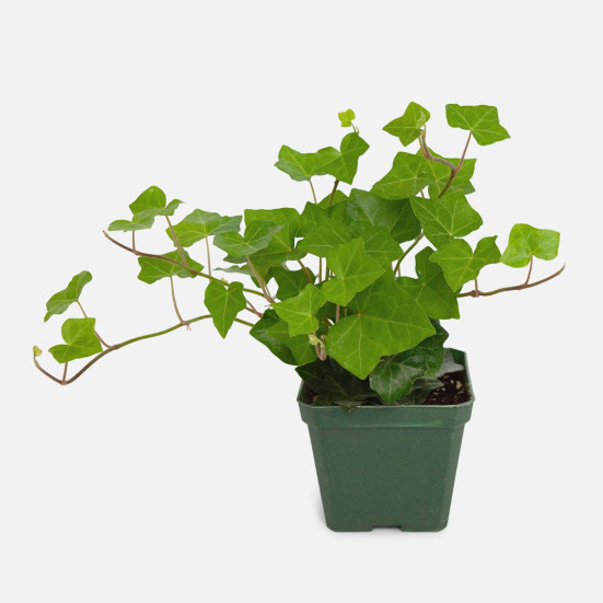 Potted English Ivy Spring Planting