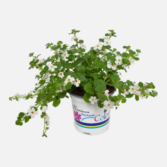 Potted Bacopa Outdoor Plants