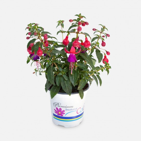 Potted Fuchsia  Spring Planting