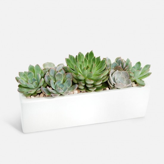 Succulent Feast Plants for Mom