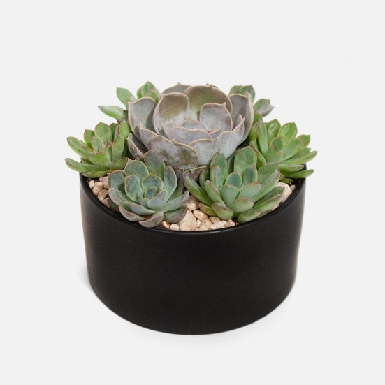 Succulent Dish Plants for Mom