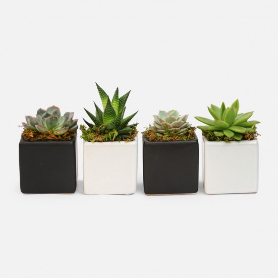 Four of a Kind Mini Succulents Cacti & Succulents