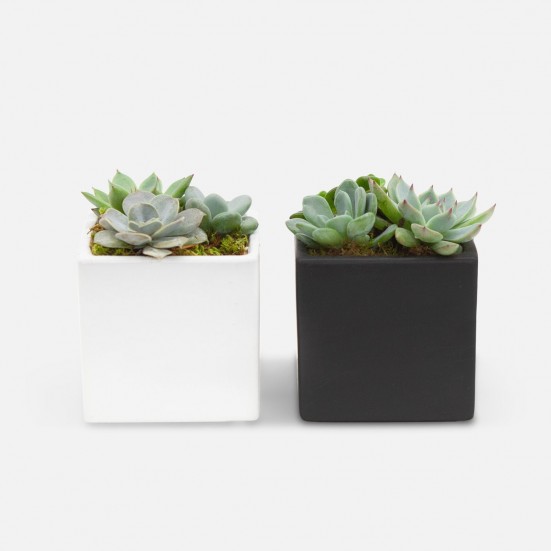 Succulent Garden Duo Business Gifting