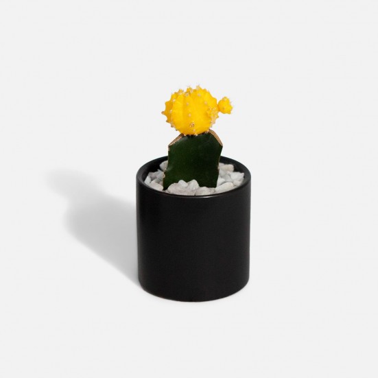 Moon Cactus - Yellow Plants for Mom
