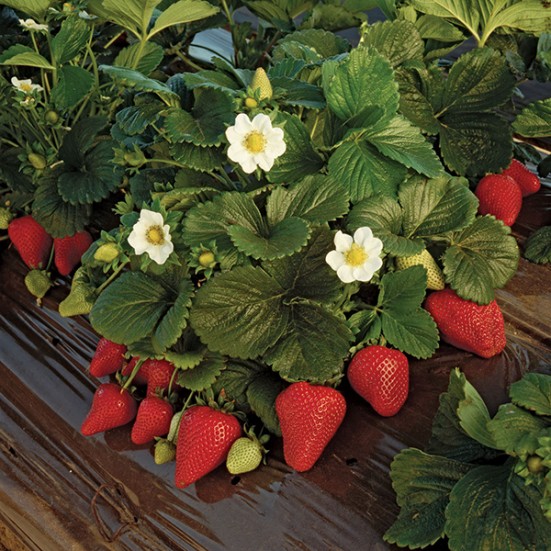Strawberry - Fort Laramie Herbs & Vegetables