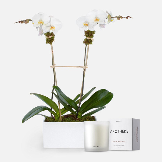 Simply White Orchids + Apotheke Candle Indoor Blooming Plants