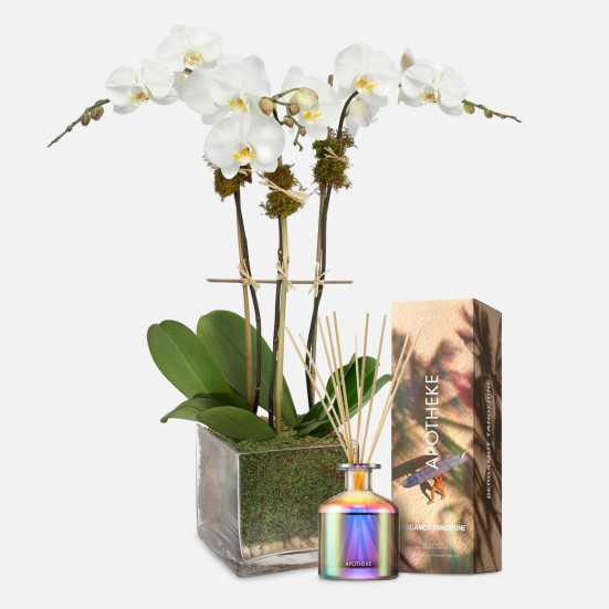3-Stem White Phalaenopsis + Apotheke Diffuser Get Well