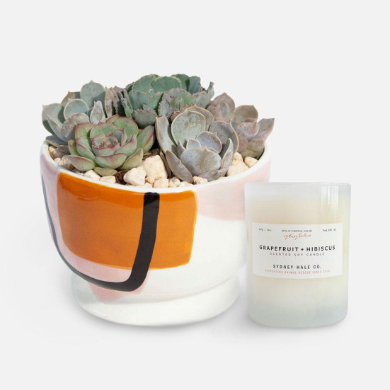 Sharona Succulent Garden + Sydney Hale Candle Business Gifting