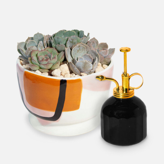Sharona Succulent Garden + Modern Sprout Mister Cacti & Succulents