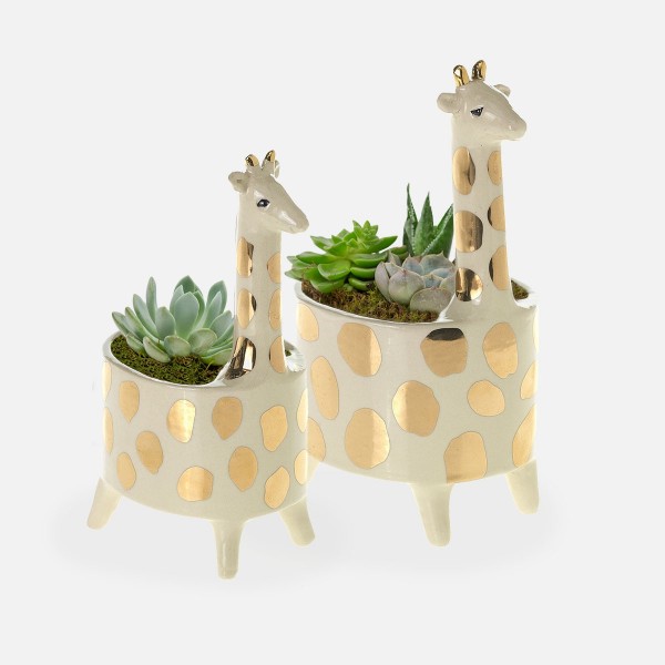 Giraffe Succulent Planter Set by Plantshed